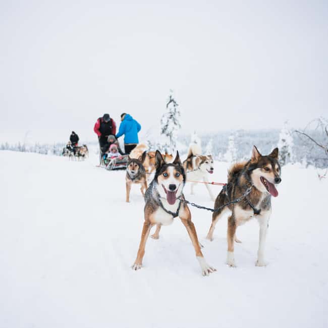 Rovaniemi: Arctic Circle Long Trail Husky Adventure - Who Will Enjoy This Husky Adventure Most?