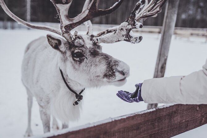 Rovaniemi: Authentic Lapland Reindeer Farm Visit & Sled Ride - Key points before you book