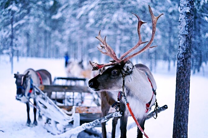 Rovaniemi: Authentic Lapland Reindeer Farm Visit & Sled Ride - A family connection reaching back to the 1600s