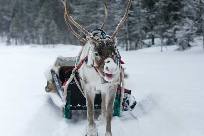 Rovaniemi: Authentic Lapland Reindeer Farm Visit & Sled Ride - Cold-weather planning that matters