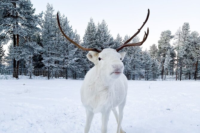 Rovaniemi: Authentic Lapland Reindeer Farm Visit & Sled Ride - What the two-minute sled ride is really like