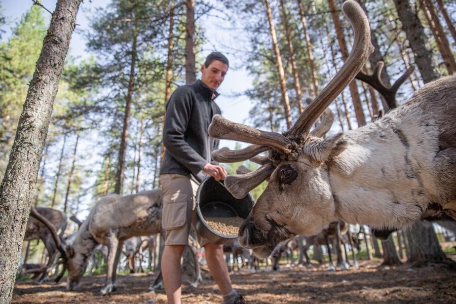Rovaniemi: Authentic Reindeer Farm & Canoeing - FAQ