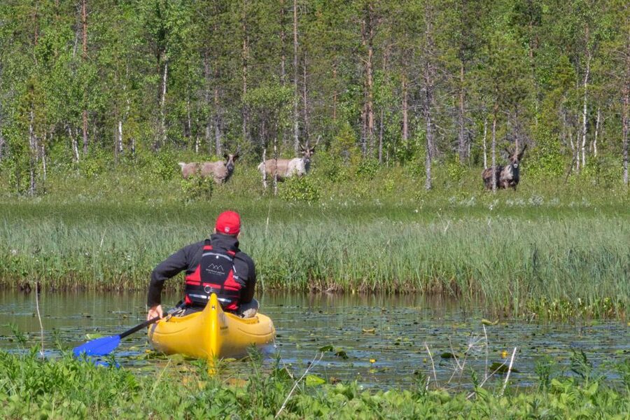 Rovaniemi: Authentic Reindeer Farm & Canoeing - A working reindeer farm outside Rovaniemi