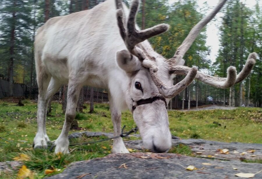 Rovaniemi: Authentic Reindeer Farm & Canoeing - Learning to canoe on a quiet lake