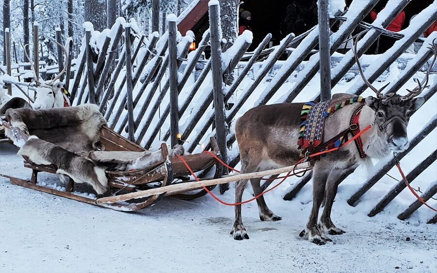 Rovaniemi: Authentic Reindeer Farm Visit & Short Sleigh Ride - Pickup from Rovaniemi and the ride to the farm