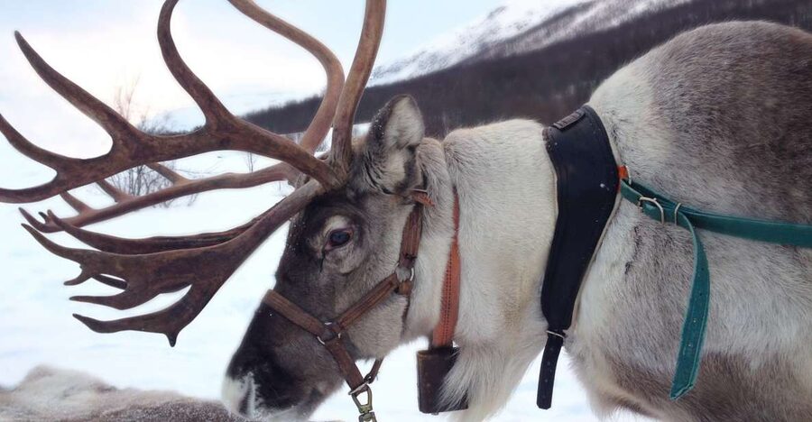 Rovaniemi: Authentic Reindeer Farm Visit & Short Sleigh Ride - The 400-meter sleigh ride
