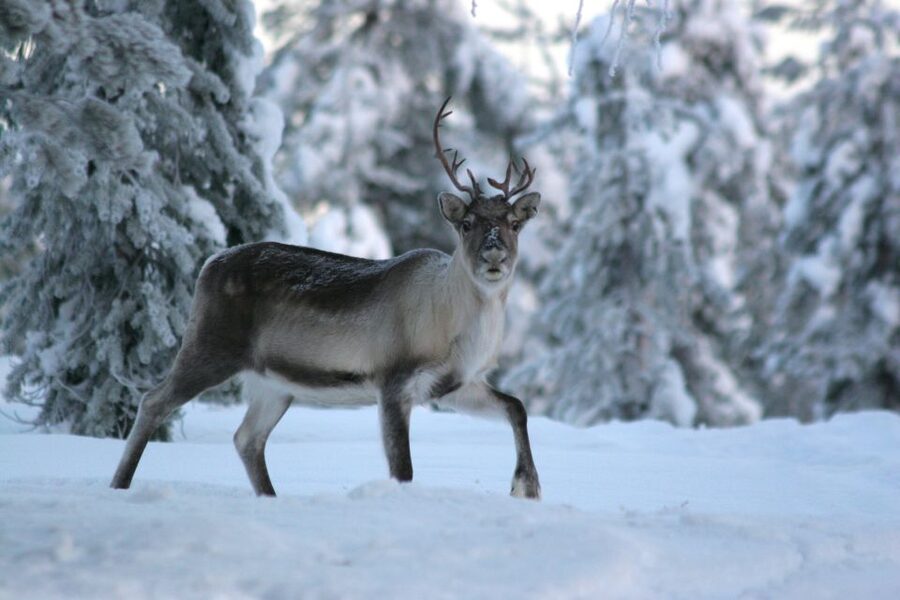 Rovaniemi: Authentic Reindeer Farm Visit & Short Sleigh Ride - Who will enjoy this farm visit most?