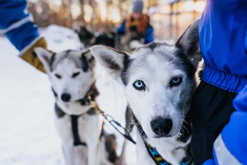 Rovaniemi: Autumn Husky Ride on Wheels - Key points to know before you book
