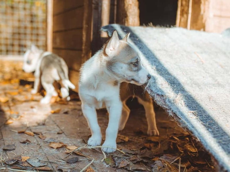 Rovaniemi: Autumn Husky Ride on Wheels - Meeting the dogs after the ride