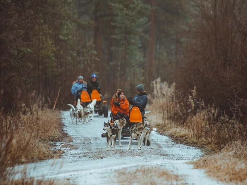 Rovaniemi: Autumn Husky Ride on Wheels - Stories, berry juice, and a practical finish
