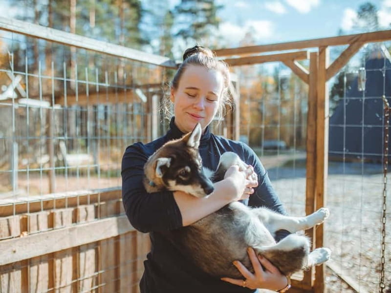 Rovaniemi: Autumn Husky Ride on Wheels - How much value do you get for $169?