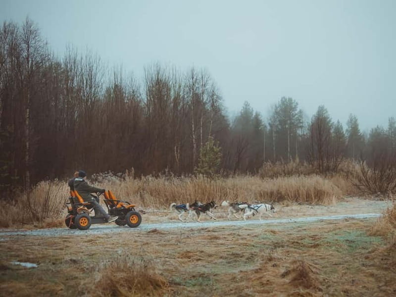 Rovaniemi: Autumn Husky Ride on Wheels - What to wear and what to expect from the weather