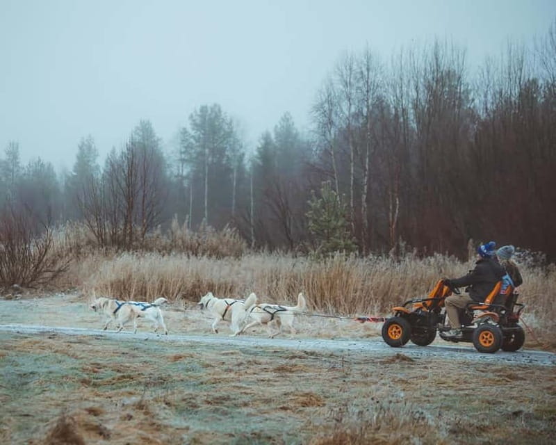 Rovaniemi: Autumn Husky Ride on Wheels - Starting at Apukka Resort