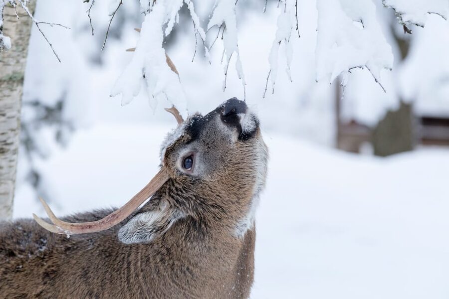 Rovaniemi: Day at Ranua Wildlife Park Arctic Zoo - Why Ranua Works as a Day Trip from Rovaniemi