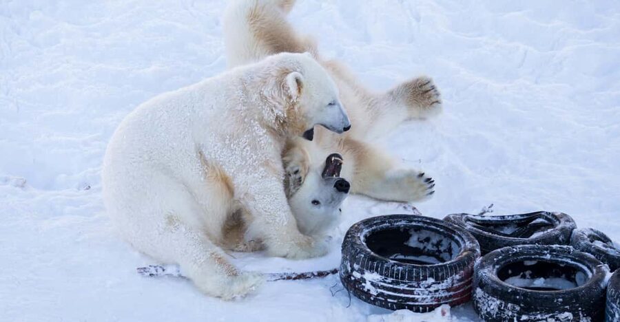 Rovaniemi: Day at Ranua Wildlife Park Arctic Zoo - The Drive from Rovaniemi and the Day’s Pace