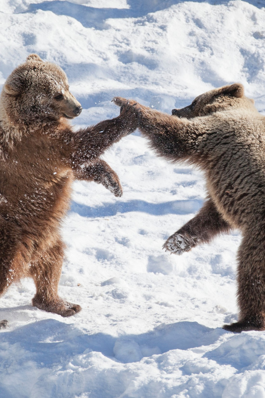 Rovaniemi: Day at Ranua Wildlife Park Arctic Zoo - A Walk Through an Arctic Forest Setting