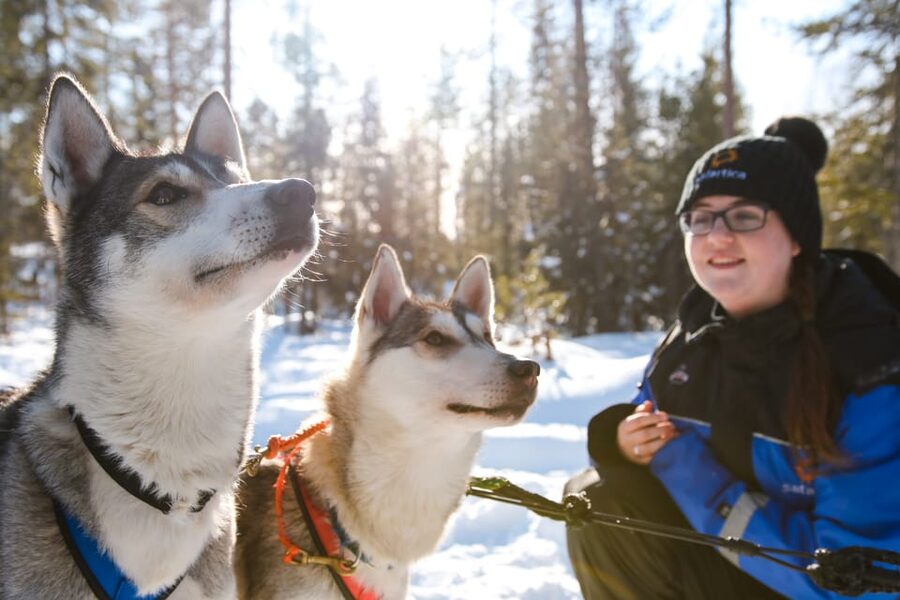 Rovaniemi: Daytime Husky Safari - Meeting the Alaskan huskies