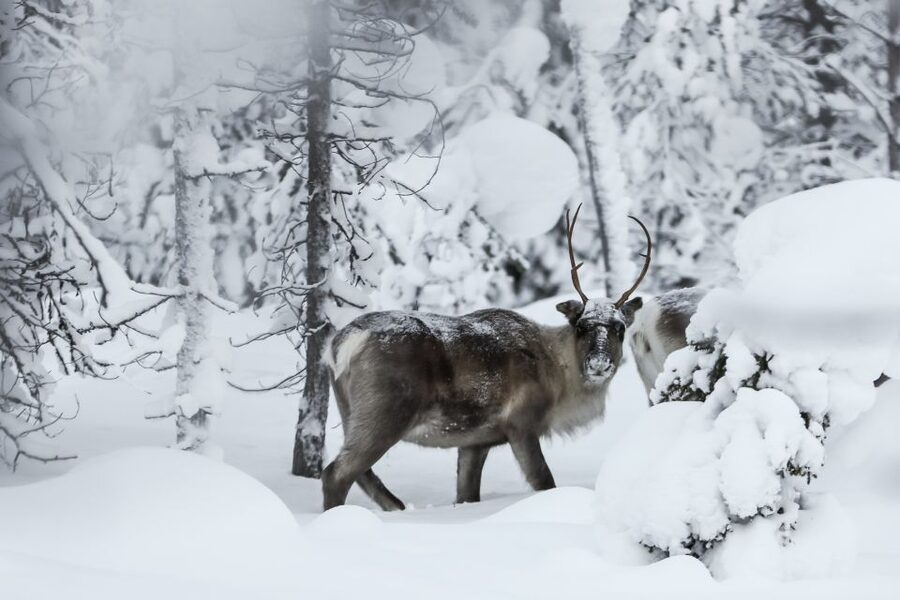 Rovaniemi: Daytime Reindeer Sleigh Ride - Key points to know before you book