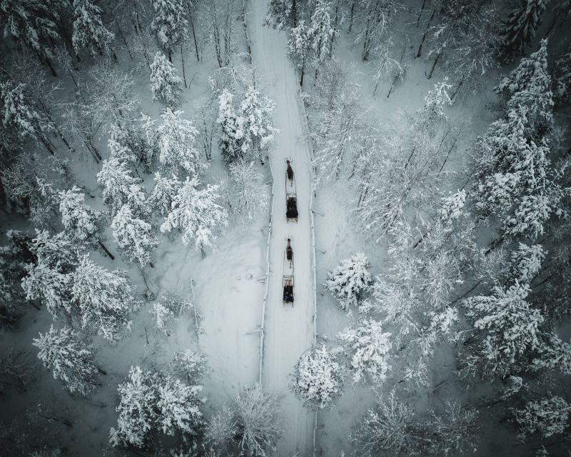 Rovaniemi: Daytime Reindeer Sleigh Ride - The 1.5-kilometer sleigh ride through the forest