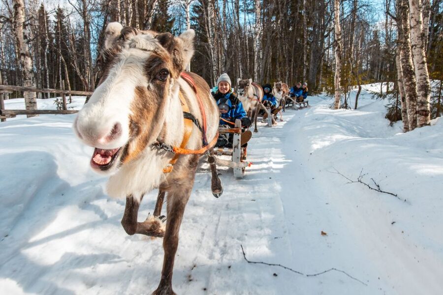 Rovaniemi: Daytime Reindeer Sleigh Ride - Who will enjoy this experience most