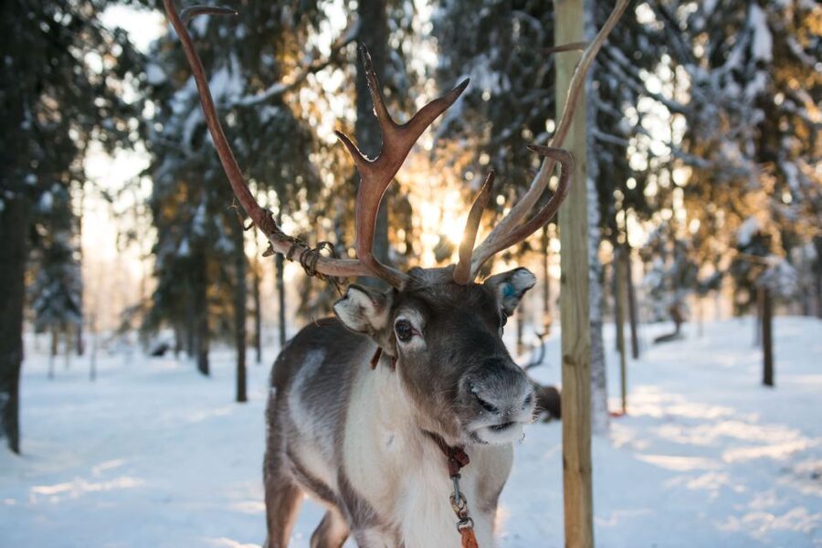Rovaniemi: Daytime Reindeer Sleigh Ride - At the farm, the reindeer are the main event