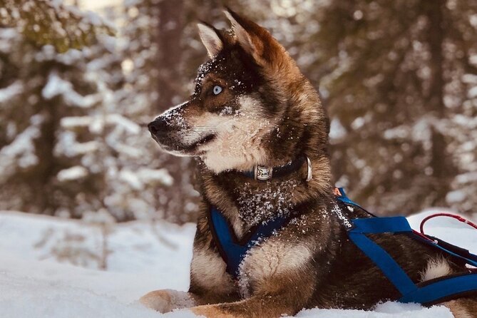 Rovaniemi: Drive Your Own Husky Team (6–10 km) & BBQ - Key points to know before booking