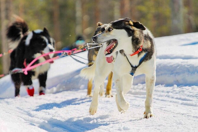 Rovaniemi: Drive Your Own Husky Team (6–10 km) & BBQ - A secluded farm instead of a busy resort loop