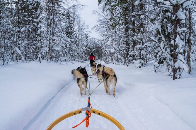 Rovaniemi: Drive Your Own Husky Team (6–10 km) & BBQ - The cold is part of the price you pay