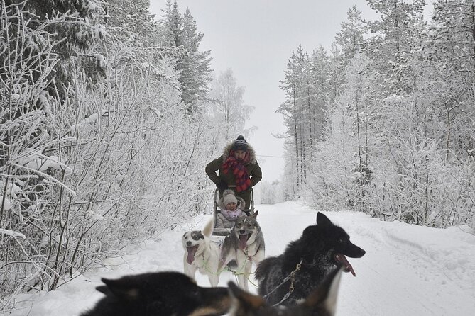 Rovaniemi: Drive Your Own Husky Team (6–10 km) & BBQ - A good choice for active couples and families