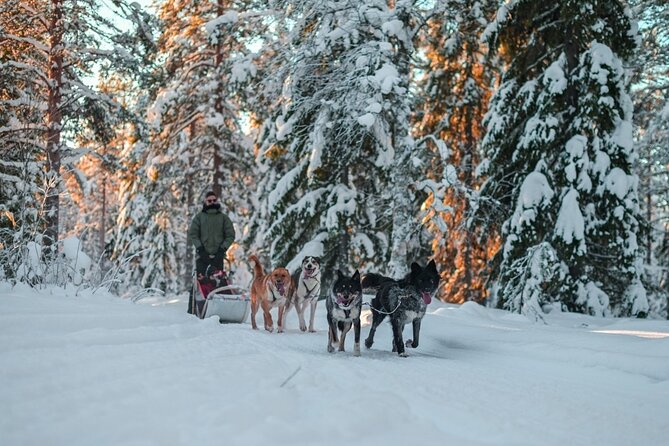 Rovaniemi: Drive Your Own Husky Team (6–10 km) & BBQ - What the four-hour outing looks like