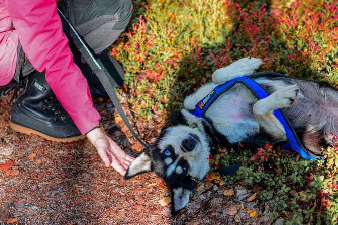 Rovaniemi: Drive Your Own Husky Team (Autumn) & BBQ - What I would plan before booking