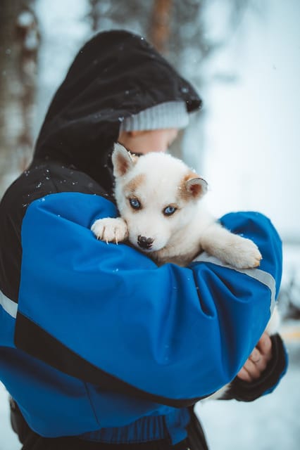 Rovaniemi: Early Winter Husky Sled Ride - Key points to know before you book
