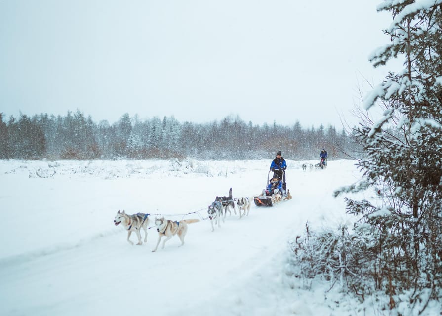 Rovaniemi: Early Winter Husky Sled Ride - A 3 km husky ride with real work involved