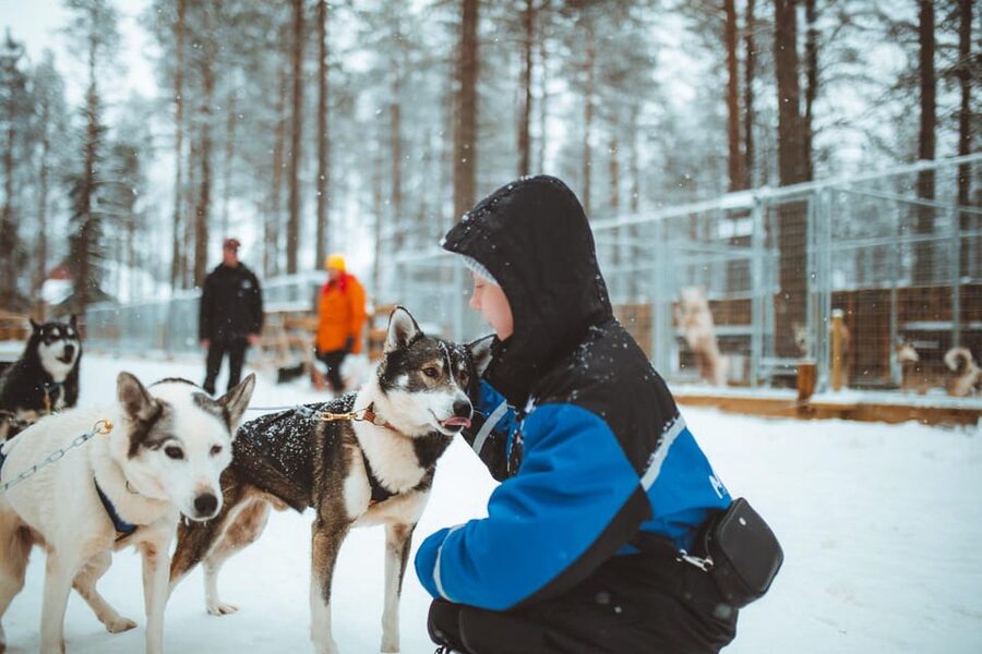 Rovaniemi: Early Winter Husky Sled Ride - Meeting the huskies before the sled starts