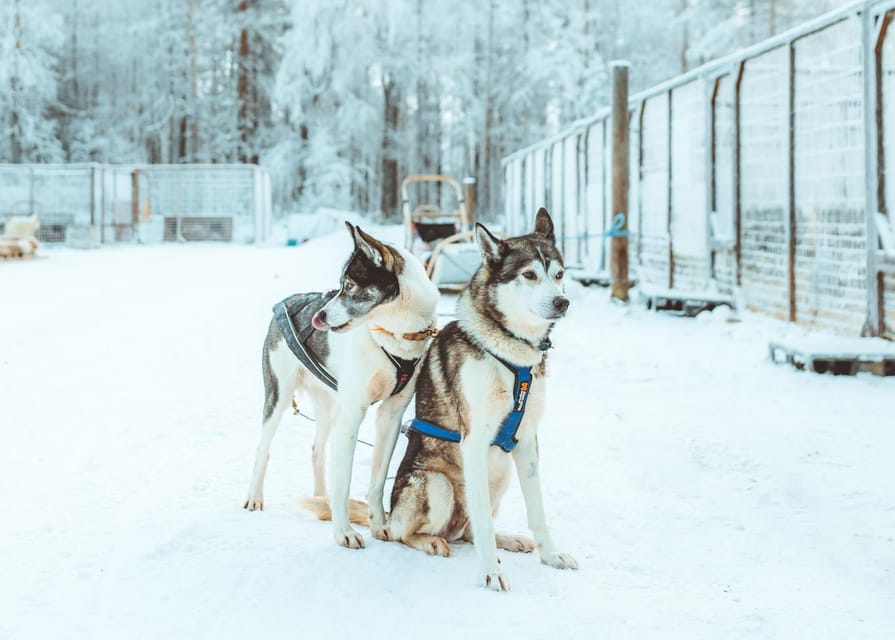 Rovaniemi: Early Winter Husky Sled Ride - Is $192 a fair price?