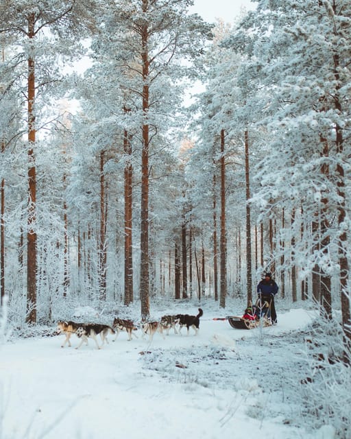 Rovaniemi: Early Winter Husky Sled Ride - Booking advice and the final call