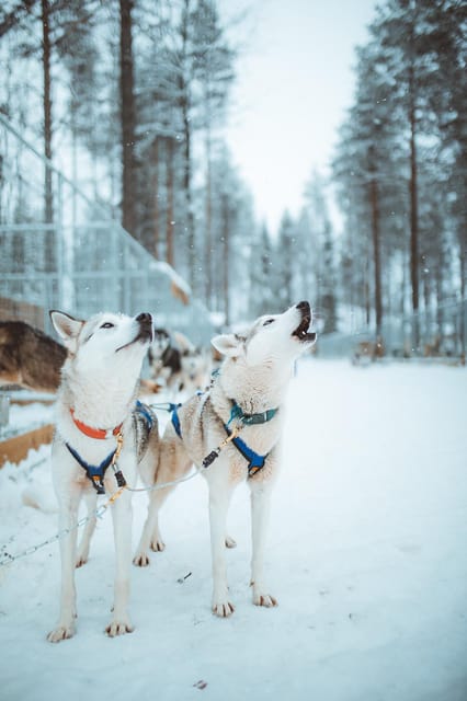 Rovaniemi: Early Winter Husky Sled Ride - Why the early winter snow trail matters