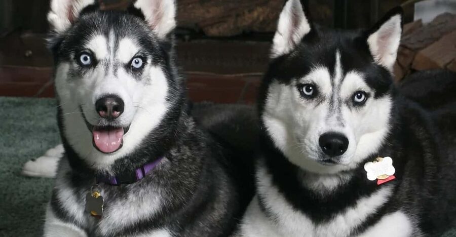 Rovaniemi: Family Friendly Husky Ride and Farm Visit - Key points to know before booking