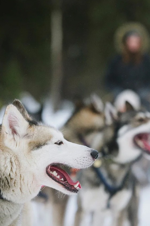 Rovaniemi: Family Friendly Husky Ride and Farm Visit - A quick introduction to Lapland husky life