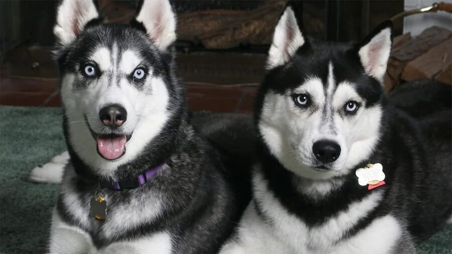 Rovaniemi: Family Friendly Husky Ride and Farm Visit - Why the scenery still matters
