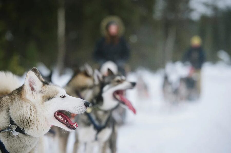 Rovaniemi: Family Friendly Husky Ride and Farm Visit - Timing, cancellations, and practical planning