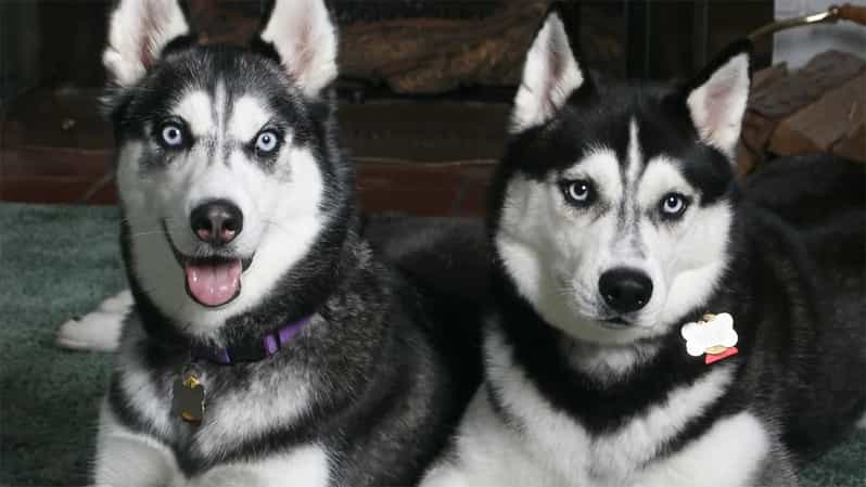 Rovaniemi: Family Friendly Husky Ride and Farm Visit - Meeting the huskies before the sled ride