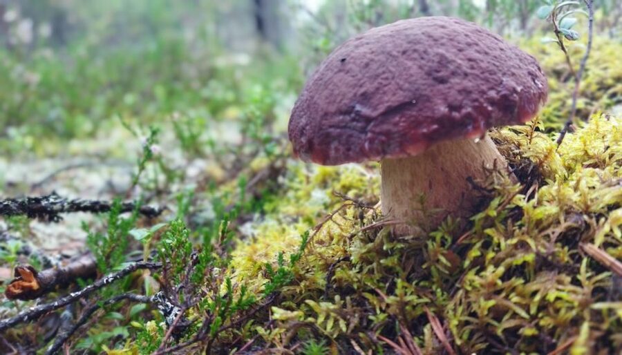 Rovaniemi forest foraging adventure: Pick, Prepare, Savor - Key points to know before you book