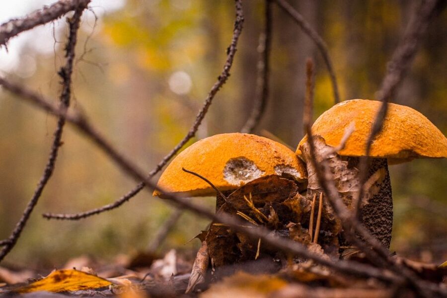 Rovaniemi forest foraging adventure: Pick, Prepare, Savor - Searching for berries in Tahtamankuja