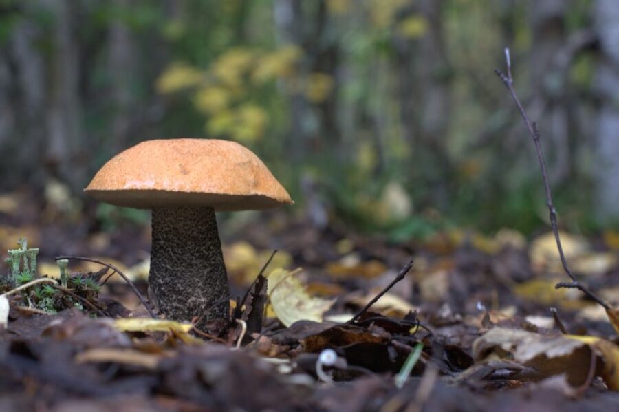 Rovaniemi forest foraging adventure: Pick, Prepare, Savor - Mushroom hunting with a safety net