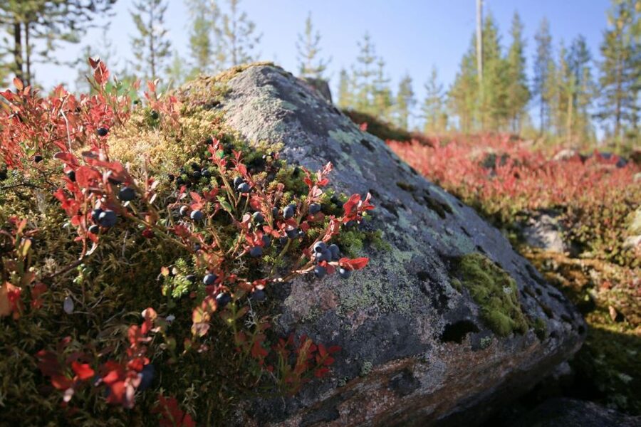 Rovaniemi forest foraging adventure: Pick, Prepare, Savor - Cooking mushroom soup over an open fire