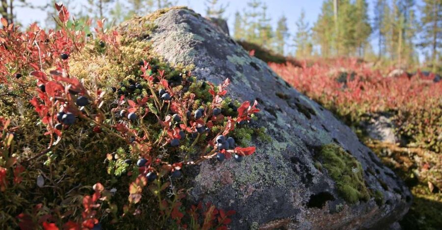 Rovaniemi forest foraging adventure: Pick, Prepare, Savor - What the guide adds to the experience