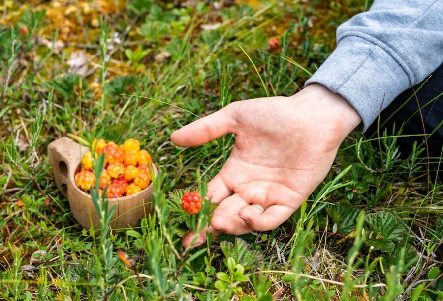 Rovaniemi forest foraging adventure: Pick, Prepare, Savor - Is $135 a fair price?
