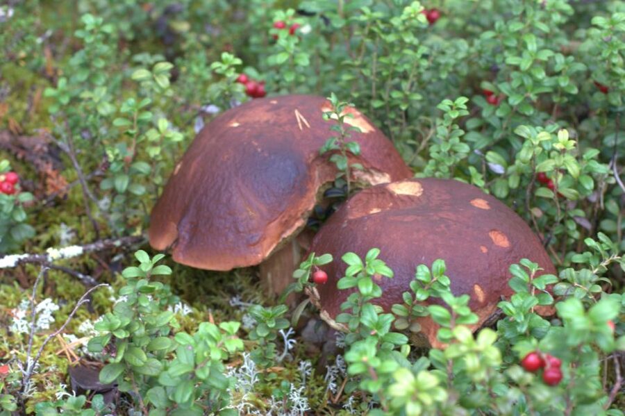 Rovaniemi forest foraging adventure: Pick, Prepare, Savor - The short ride from Rovaniemi