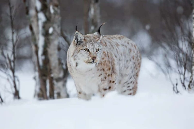 Rovaniemi: Full-Day Highlights Tour with Buffet Lunch - Key points to know before booking
